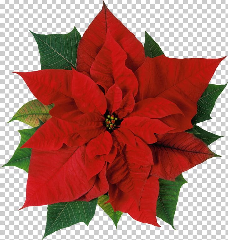 Poinsettia Flower Christmas Stock Photography PNG, Clipart, Art, Bract, Christmas, Christmas Decoration, Christmas Lights Free PNG Download