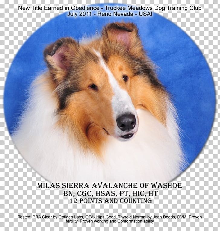 Rough Collie Shetland Sheepdog Dog Breed Old English Sheepdog 1012 WX PNG, Clipart, 1012 Wx, Accomplishment, Amsterdam, Carnivoran, Collie Free PNG Download