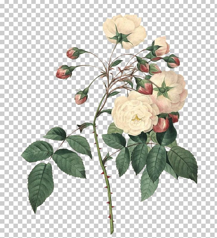 Botanical Illustration Rose Flower Floral Design PNG, Clipart, Adelia, Art, Botany, Branch, Canvas Print Free PNG Download
