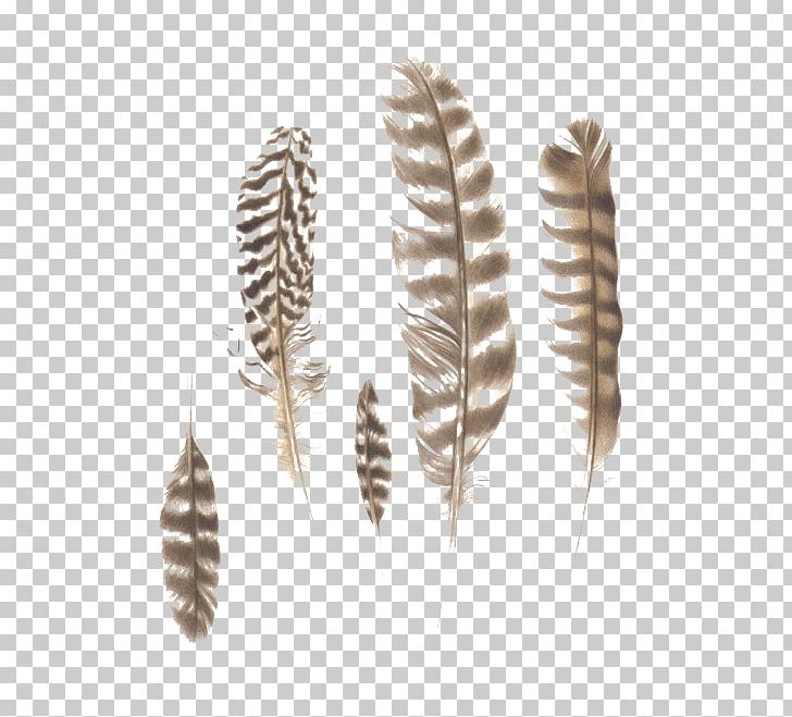 Feather PNG, Clipart, Abstract Pattern, Animals, Creative, Creative Feather, Feather Free PNG Download