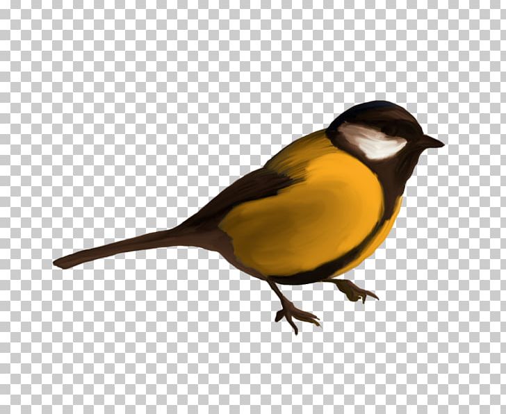 Finches Bird PNG, Clipart, American Sparrows, Animal, Animals, Beak, Bird Free PNG Download
