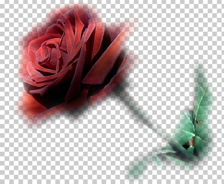 Flower Bouquet Garden Roses Blume Animation PNG, Clipart, Animation, Blog, Blume, Cicekler, Closeup Free PNG Download