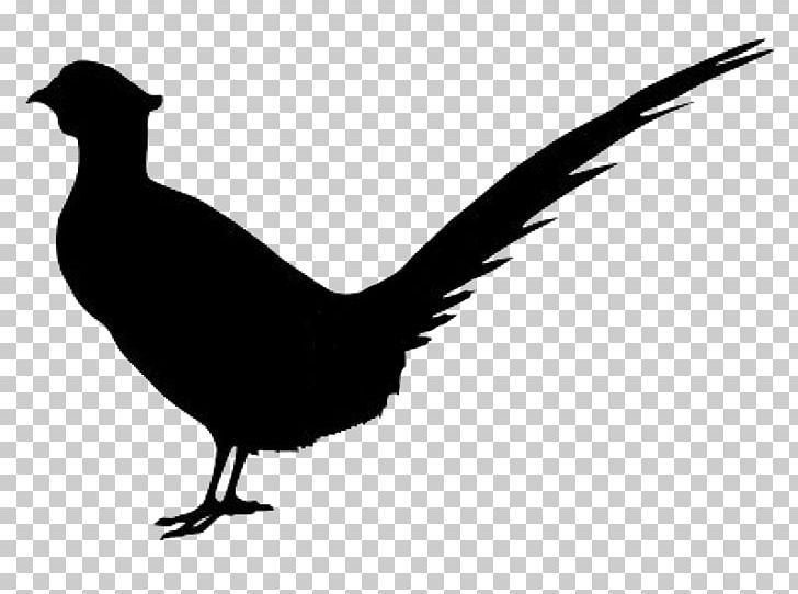 Pheasant Silhouette PNG, Clipart, Animals, Bird, Black And White, Chicken, Drawing Free PNG Download