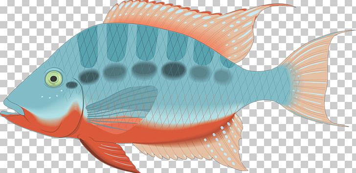 Vertebrate Fish PNG, Clipart, Coral Reef Fish, Download, Drawing, Ecosystem, Fauna Free PNG Download