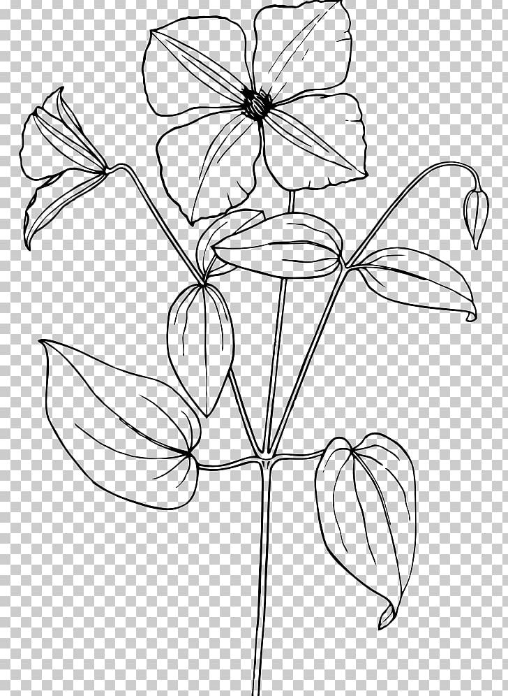 Drawing Flower PNG, Clipart, Angle, Arabian Jasmine, Area, Artwork, Black Free PNG Download