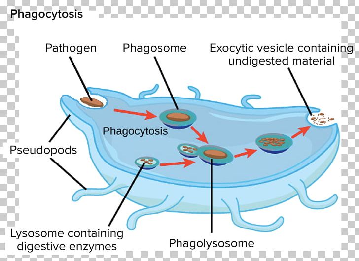 Endomembrane System Golgi Apparatus Lysosome Cell Organelle PNG, Clipart, Angle, Area, Biology, Cell, Cellular Respiration Free PNG Download