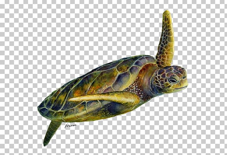 Box Turtles Watercolor Painting Art PNG, Clipart, Art, Artist, Box Turtle, Box Turtles, Emydidae Free PNG Download