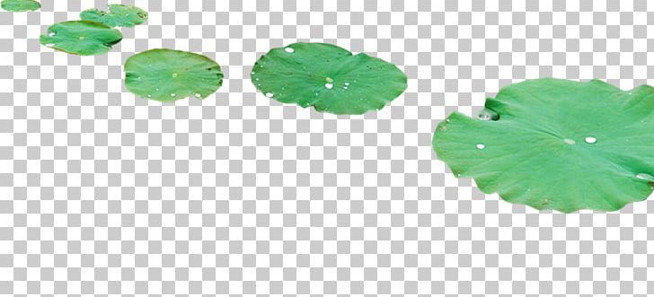 Leaf Nelumbo Nucifera Lotus Effect Dew PNG, Clipart, Designer, Dew, Download, Drop, Drops Free PNG Download