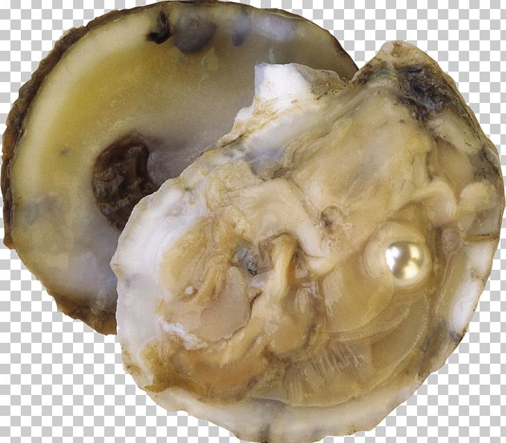 Oyster Clam Molluscs Pearl Seashell PNG, Clipart, Animals, Animal Source Foods, Clam, Clams Oysters Mussels And Scallops, Fisch Free PNG Download