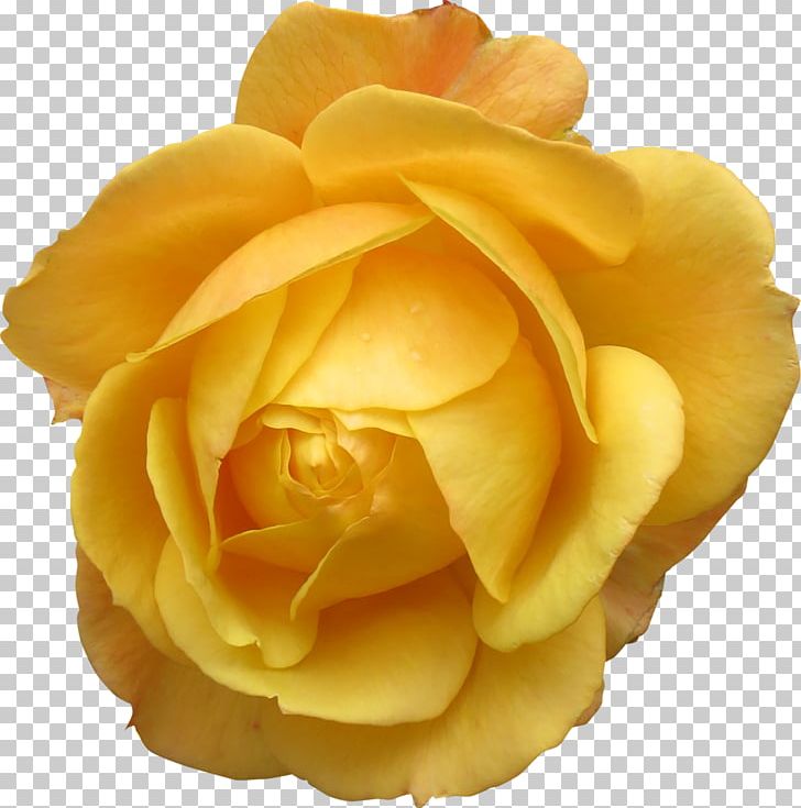 Rose Flower PNG, Clipart, Closeup, Cut Flowers, Desktop Wallpaper, Download, Floral Free PNG Download
