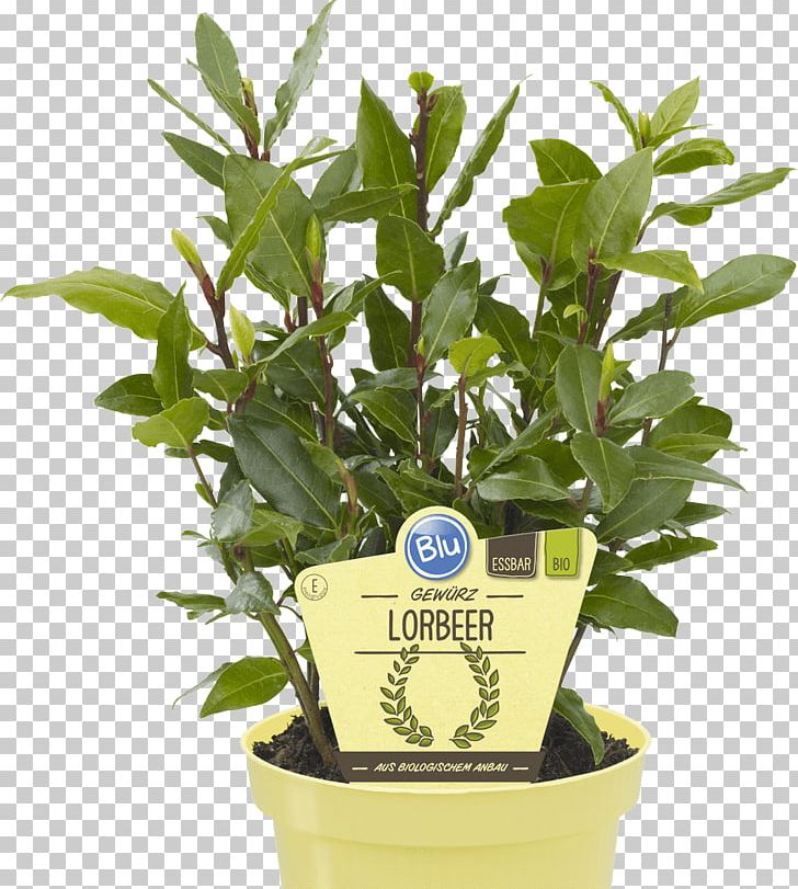 Bay Laurel Lovage Embryophyta Tree Portuguese Laurel PNG, Clipart, Bay Laurel, Embryophyta, Flowerpot, Garden, Hedge Free PNG Download