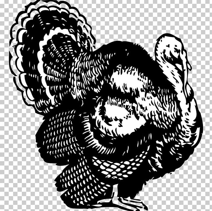 Broad Breasted White Turkey Black Turkey Black And White Turkey Meat PNG, Clipart, Beak, Bird, Black And White, Broad Breasted White Turkey, Chicken Free PNG Download