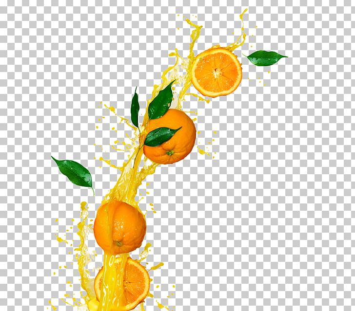 Clementine Orange Juice Cocktail Fizzy Drinks PNG, Clipart, Bitter Orange, Branch, Citrus, Clementine, Cocktail Free PNG Download