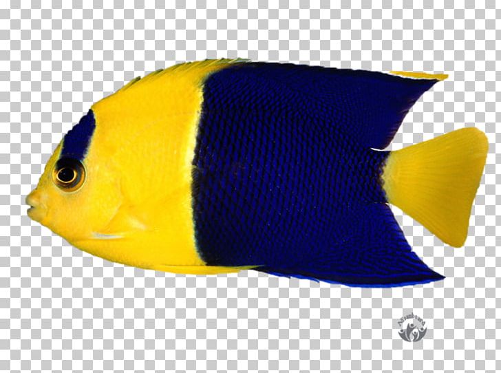 Clownfish Marine Biology PNG, Clipart, Animals, Clownfish, Cobalt Blue, Download, Electric Blue Free PNG Download