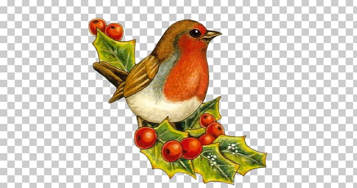 European Robin Bird Christmas Drawing PNG, Clipart, Animals, Beak, Bird, Cartoon, Christmas Free PNG Download