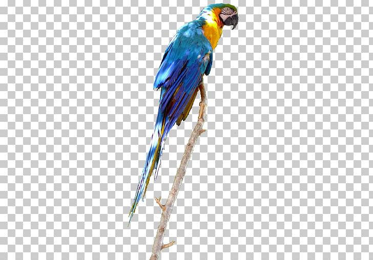 Sticker Parrot Home Screen Computer Icons PNG, Clipart, Animals, Beak, Bird, Blue, Common Pet Parakeet Free PNG Download