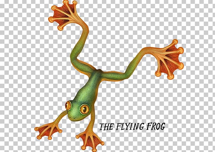 Tree Frog Amphibian True Frog Flying Frog PNG, Clipart, American Green Tree Frog, Amphibian, Animal, Animal Figure, Animals Free PNG Download