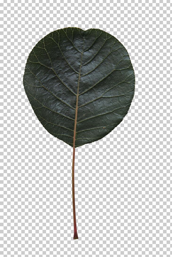 Leaf PNG, Clipart, Alder, Cut, Cut Out, Leaf, Plant Free PNG Download