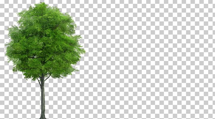 Neem Tree PNG, Clipart, Architectural Rendering, Azadirachta, Branch, Chinaberry, Conifer Free PNG Download