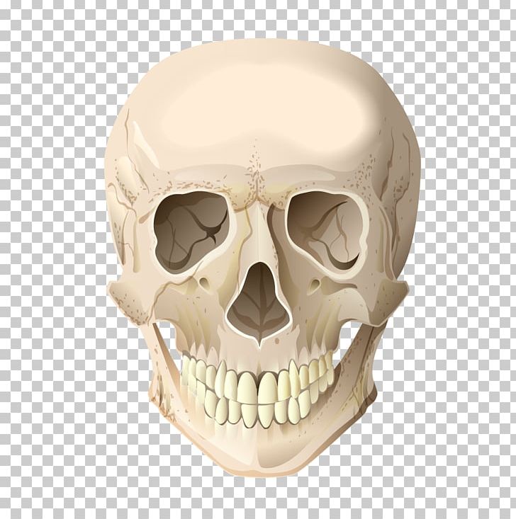 Skull Skeleton Head Bone PNG, Clipart, Adobe Illustrator, Cranial Skeleton Head, Cranial Vector, Day Of The Dead, Encapsulated Postscript Free PNG Download