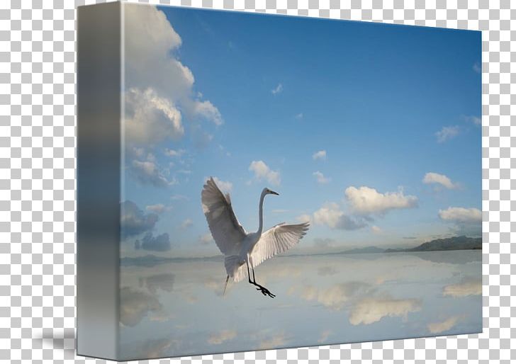 Stock Photography Beak Sky Plc PNG, Clipart, Beak, Bird, Charadriiformes, Design, Egret Free PNG Download