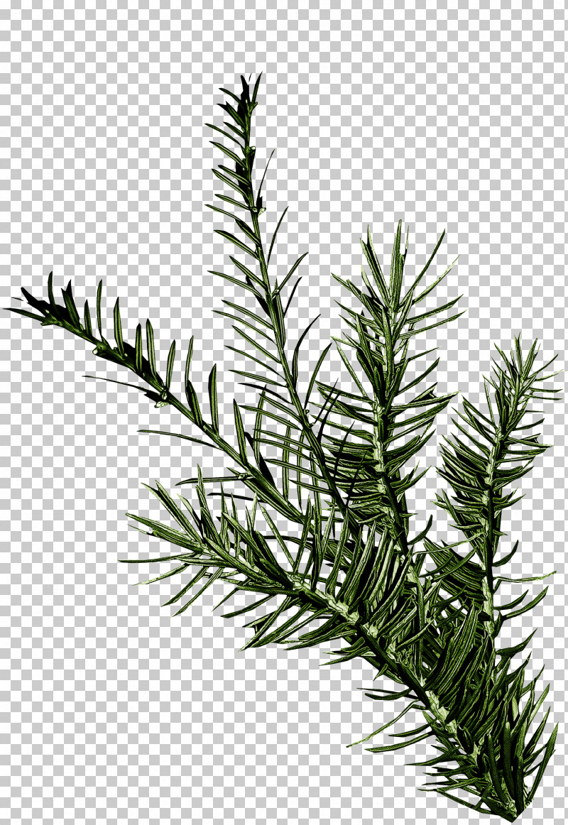 Rosemary PNG, Clipart, American Larch, Balsam Fir, Branch, Canadian Fir, Colorado Spruce Free PNG Download