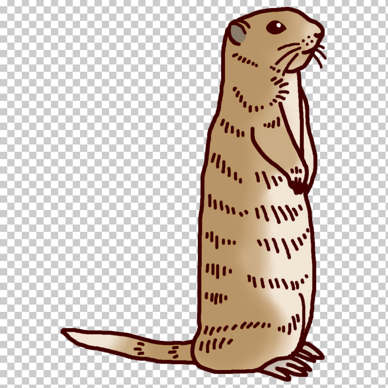 Whiskers Cat Beaver Seals Mustelids PNG, Clipart, Beaver, Cat, Mustelids, Seals, Tail Free PNG Download