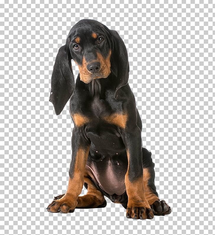 Gordon Setter Schweizer Laufhund Smaland Hound Black And Tan Coonhound Dog Breed PNG, Clipart, Austrian Black And Tan Hound, Breed, Carnivoran, Coat, Coonhound Free PNG Download