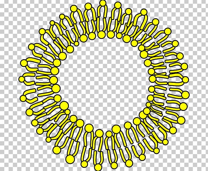 Cell Membrane Biological Membrane PNG, Clipart, Area, Biological Membrane, Cell, Cell Membrane, Cell Nucleus Free PNG Download