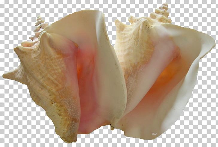 Conch Resolution PNG, Clipart, Art, Common, Conch, Creative Commons, Download Free PNG Download