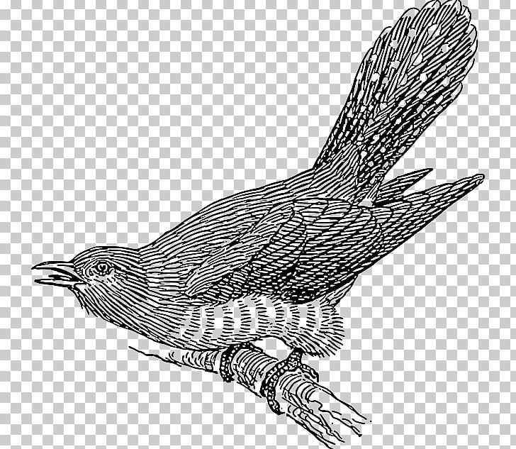 Cuckoos Bird Open Common Cuckoo PNG, Clipart, Art, Beak, Bird, Bird Of Prey, Black And White Free PNG Download