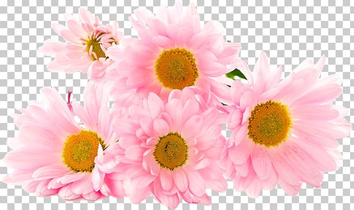 Death Love Eating YouTube Woman PNG, Clipart, Affection, Annual Plant, Aster, Avatar, Blossom Free PNG Download