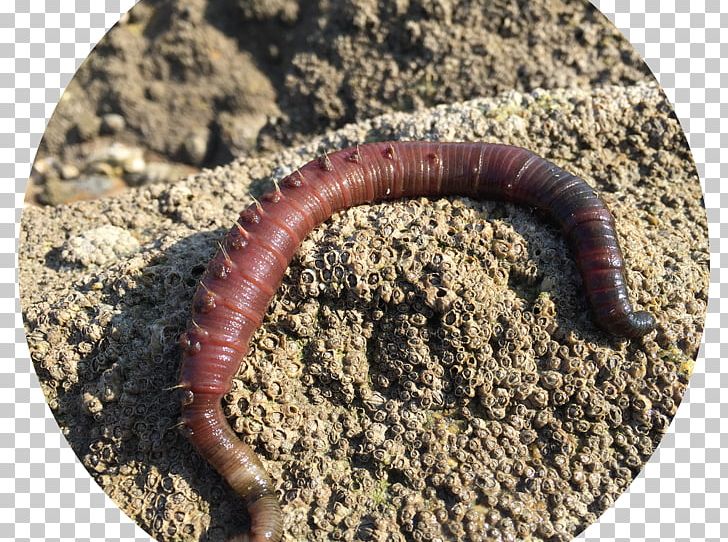 Lugworm Mealworm Earthworm Tide PNG, Clipart, Bait, Caperlan, Earthworm, Fishing, Green Free PNG Download