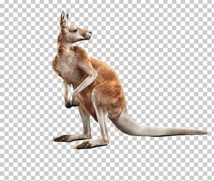 Red Kangaroo Computer-generated Ry Photorealism Animal PNG, Clipart, Animal Figure, Animals, Atheist, Business, Carnival Of The Animals Free PNG Download
