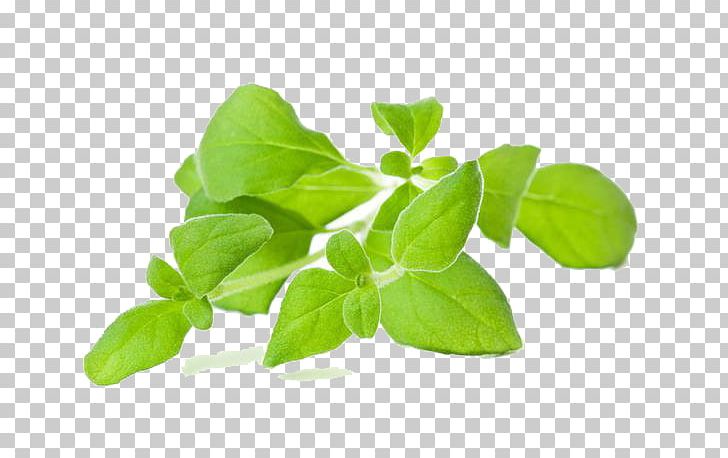 Marjoram Herb Oregano Thyme Oil PNG, Clipart, Basil, Bay Leaf, Bouquet Garni, Essential Oil, Food Free PNG Download