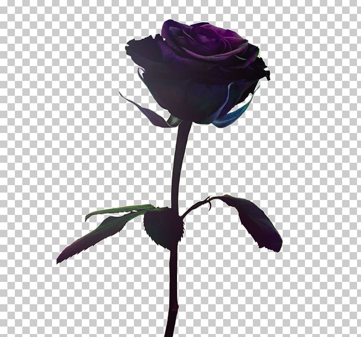 Photography Fashion Los Angeles Color Flower PNG, Clipart, Beauty, Black Rose, Color, Cut Flowers, Exfoliation Free PNG Download