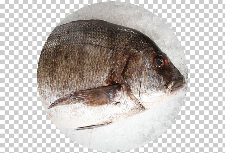 Tilapia Fish Seafood Red Seabream Sargo PNG, Clipart, Animals, Animal Source Foods, Bass, Fauna, Fish Free PNG Download