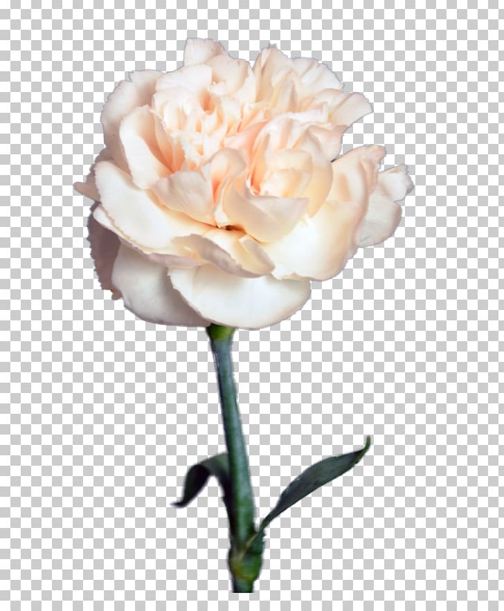 Garden Roses Цветочный магазин STUDIO Flores Flower Bouquet Cut Flowers PNG, Clipart, Artificial Flower, Artikel, Atc, Bud, Clove Free PNG Download