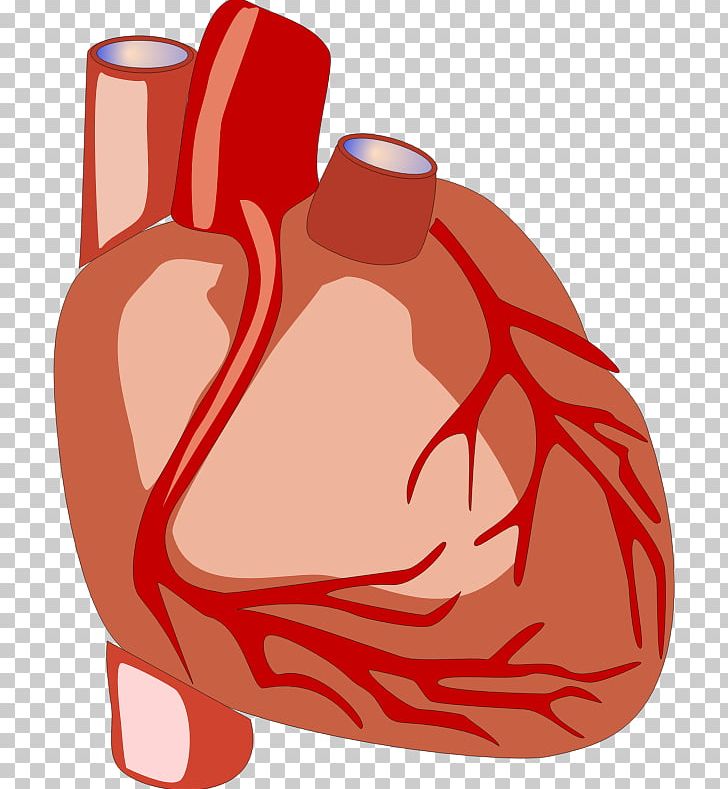 Heart Anatomy Human Body Organ PNG, Clipart, Anatomy, Area, Biology, Biology Book Cliparts, Book Free PNG Download