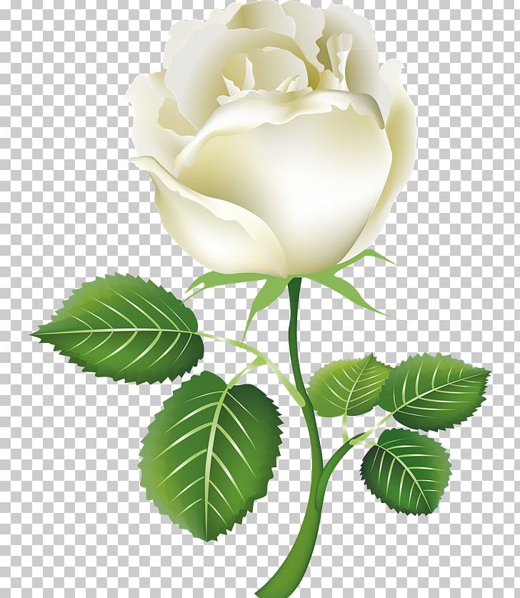 Rose White PNG, Clipart, Computer Wallpaper, Cut Flowers, Encapsulated Postscript, Floral Design, Floris Free PNG Download