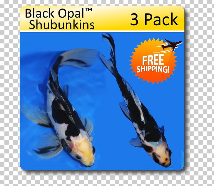 Shubunkin Koi Wakin Veiltail Aquarium PNG, Clipart, Advertising, Animal, Animals, Aquarium, Bickal Koi Farm Free PNG Download