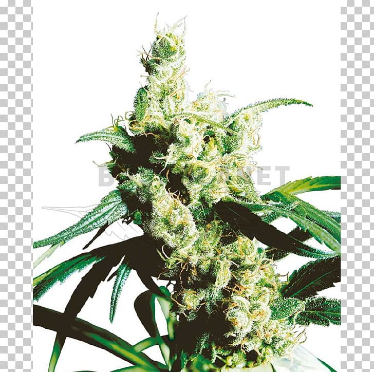 Silver Haze Sensi Seeds Autoflowering Cannabis PNG, Clipart, Animals, Autoflowering Cannabis, Breed, Cannabis, Cannabis Sativa Free PNG Download