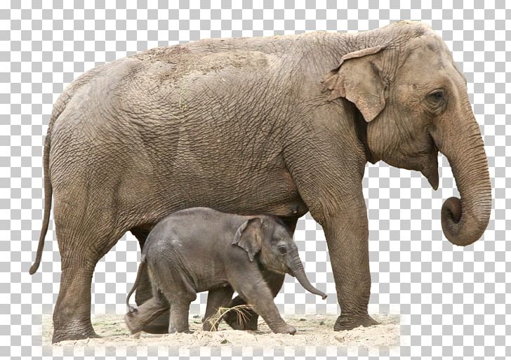 African Elephant PNG, Clipart, African Bush Elephant, African Forest Elephant, Animals, Computer Icons, Download Free PNG Download