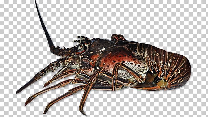 American Lobster European Lobster Spiny Lobster Crayfish Crab PNG, Clipart, Animal Source Foods, Arthropod, California Spiny Lobster, Crustacean, Cucumber Free PNG Download