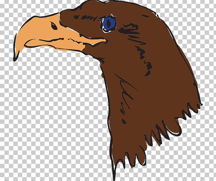 Bald Eagle Bird Beak PNG, Clipart, Accipitriformes, Animals, Bald Eagle, Beak, Bird Free PNG Download