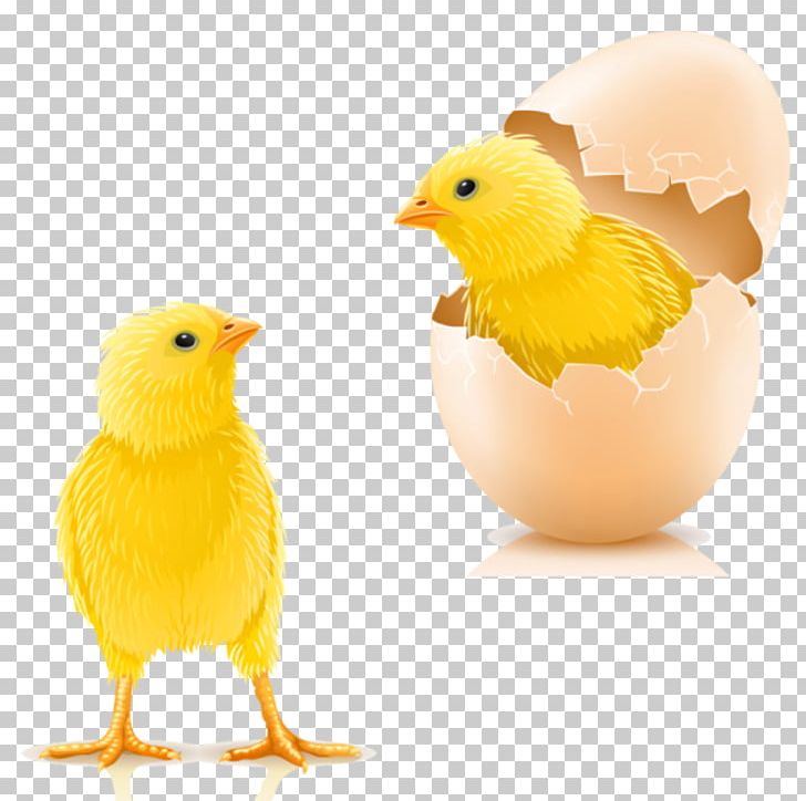 Chicken Infant Kifaranga Hen Egg PNG, Clipart, Animals, Beak, Bird, Chicken, Chicken Egg Free PNG Download