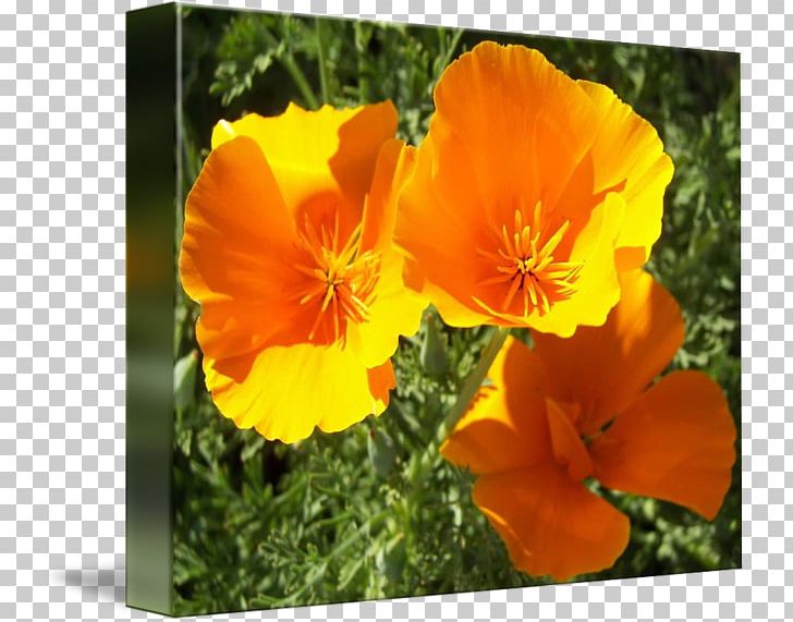 California Poppy Meadow Violet Wildflower Annual Plant PNG, Clipart, Annual Plant, California Poppy, Eschscholzia, Eschscholzia Californica, Flower Free PNG Download