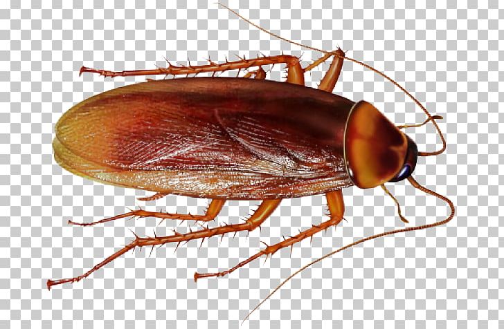 Cockroach Insect Portable Network Graphics Pest Control PNG, Clipart, American Cockroach, Animals, Arthropod, Beetle, Cockroach Free PNG Download