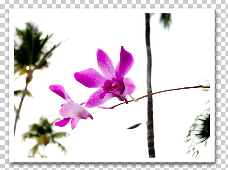 Dendrobium Violet Plant Stem Herbaceous Plant Wildflower PNG, Clipart, Branch, Branching, Dendrobium, Family, Flora Free PNG Download