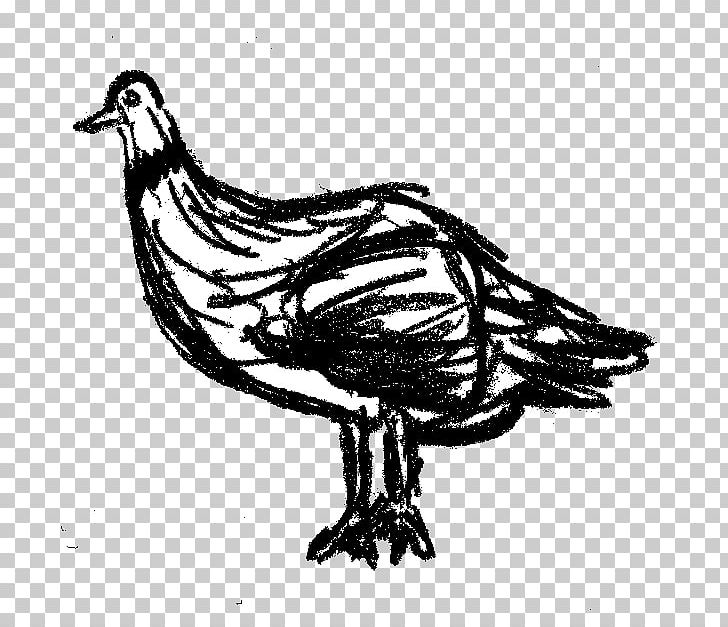 Drawing Black And White PNG, Clipart, Adobe Illustrator, Art, Beak, Bird, Black And White Free PNG Download